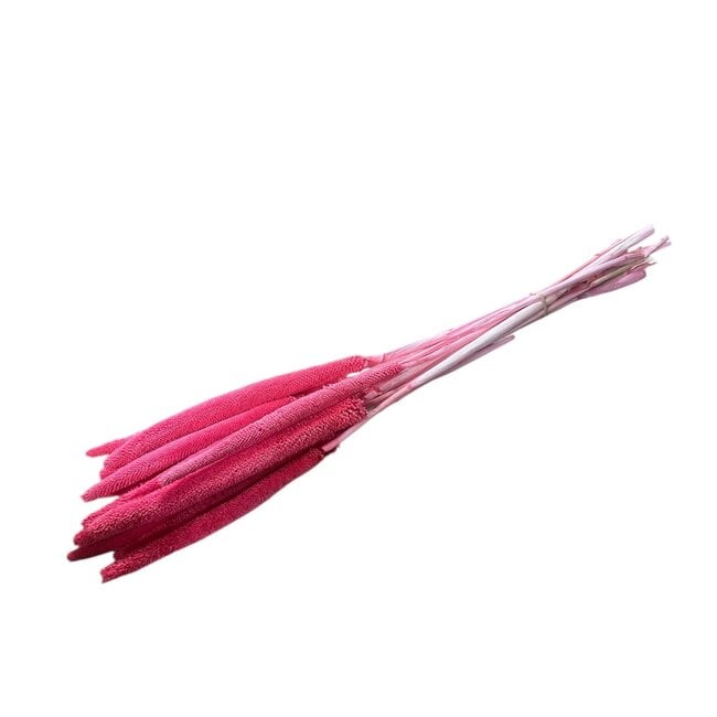 Fuchsia-roze Babala droogbloemen | Lengte ± 65 centimeter | Per 15 takken