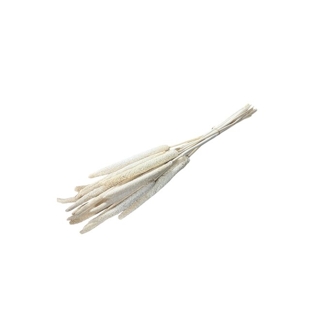 White bleached Babala dried flowers | Length ± 65 centimetres | Per 15 stems