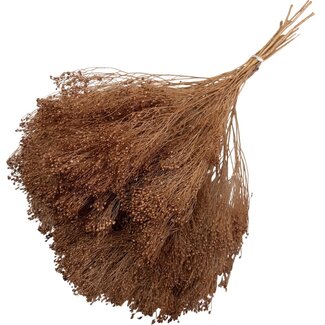 Casa Alegria Broom Bloom séchées brun clair | Longueur ± 50 centimètres | Poids 100 grammes