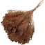 Light brown Broom Bloom dried flowers | Length ± 50 centimetres | Weight 100 grams