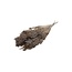 Light brown Broom Bloom dried flowers | Length ± 50 centimetres | Weight 100 grams