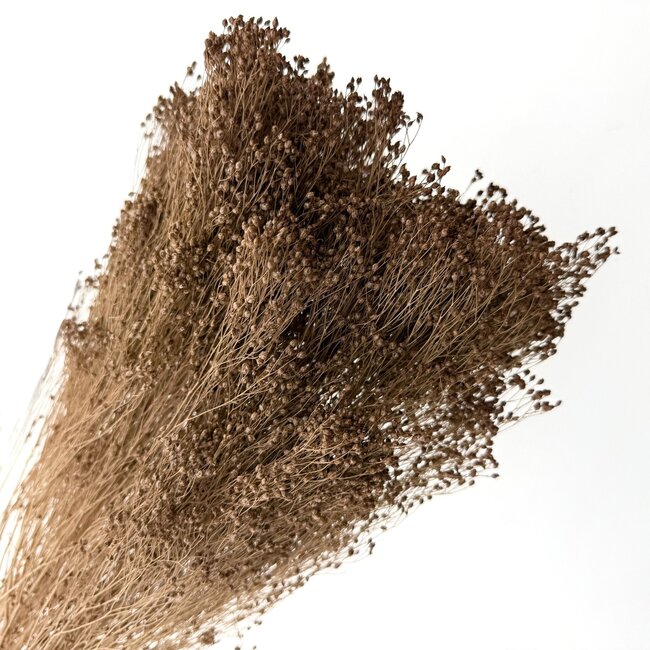Lichtbruine Broom Bloom droogbloemen | Lengte ± 50 centimeter | Gewicht 100 gram