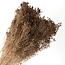 Lichtbruine Broom Bloom droogbloemen | Lengte ± 50 centimeter | Gewicht 100 gram