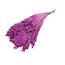 Broom Bloom séchées rose foncé | Longueur ± 50 centimètres | Poids 100 grammes