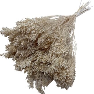 Dolce Vita Champagnekleurige Broom Bloom droogbloemen | Lengte ± 45 centimeter | Gewicht 100 gram