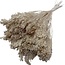 Champagnekleurige Broom Bloom droogbloemen | Lengte ± 45 centimeter | Gewicht 100 gram