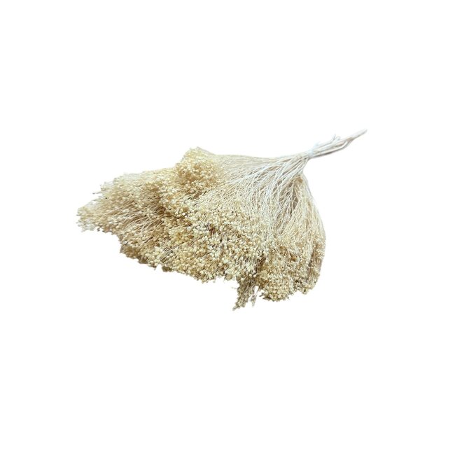 Fleurs séchées Broom Bloom couleur champagne | Longueur ± 45 centimètres | Poids 100 grammes