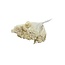 Fleurs séchées Broom Bloom couleur champagne | Longueur ± 45 centimètres | Poids 100 grammes