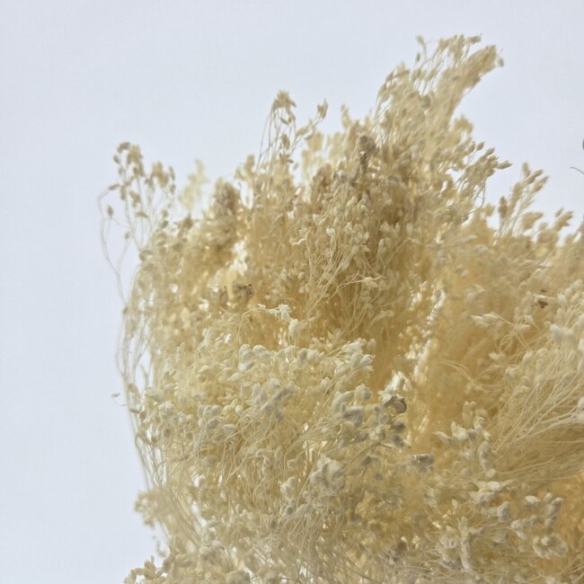 Fleurs séchées Broom Bloom couleur champagne | Longueur ± 45 centimètres | Poids 100 grammes