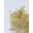 Champagnekleurige Broom Bloom droogbloemen | Lengte ± 45 centimeter | Gewicht 100 gram