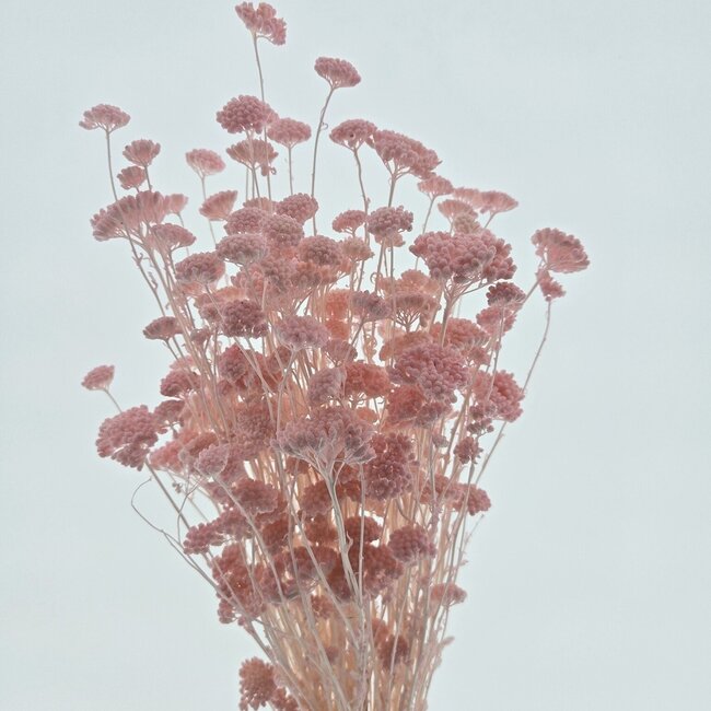 Pink bleached Achillea Silvestre dried flowers | Length ± 65 centimetres | Weight ± 175 grams