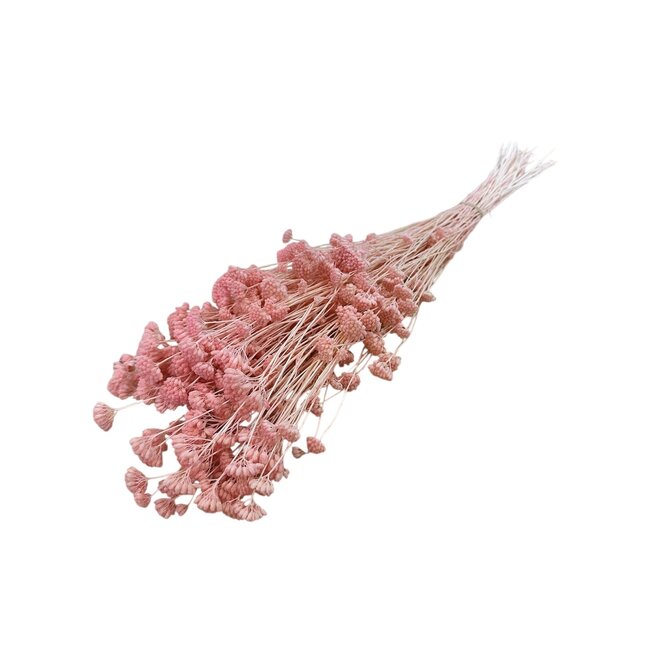 Pink bleached Achillea Silvestre dried flowers | Length ± 65 centimetres | Weight ± 175 grams