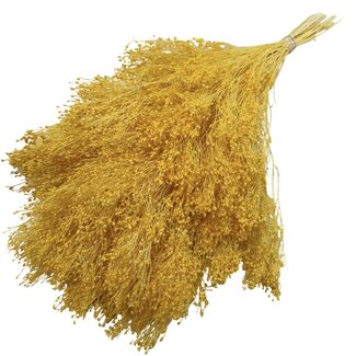 Casa Alegria Gele Broom Bloom droogbloemen | Lengte ± 50 centimeter | Gewicht 100 gram
