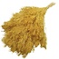 Gele Broom Bloom droogbloemen | Lengte ± 50 centimeter | Gewicht 100 gram