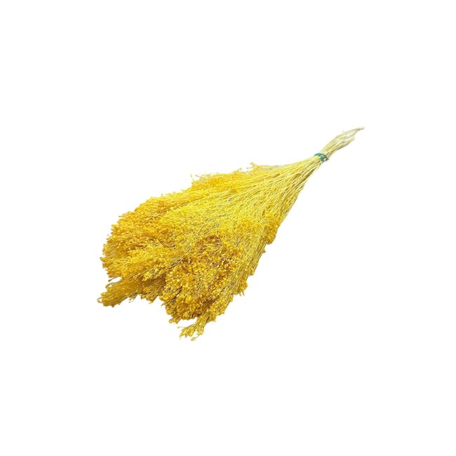 Yellow Broom Bloom dried flowers | Length ± 50 centimetres | Weight 100 grams