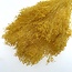 Gele Broom Bloom droogbloemen | Lengte ± 50 centimeter | Gewicht 100 gram