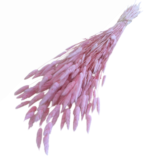 Casa Alegria Rosa gebleichte Lagurus Trockenblumen | Länge ± 65 Zentimeter | Gewicht ± 100 Gramm