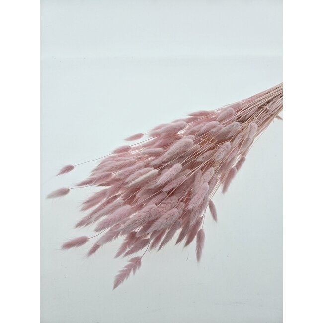 Roze gebleekte Lagurus droogbloemen | Lengte ± 65 centimeter | Gewicht ± 100 gram