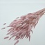 Roze gebleekte Lagurus droogbloemen | Lengte ± 65 centimeter | Gewicht ± 100 gram