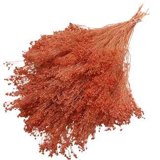 Casa Alegria Oranje Broom Bloom droogbloemen | Lengte ± 50 centimeter | Gewicht 100 gram