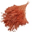 Oranje Broom Bloom droogbloemen | Lengte ± 50 centimeter | Gewicht 100 gram