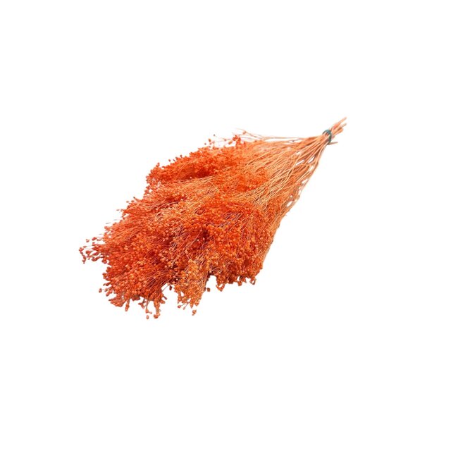 Oranje Broom Bloom droogbloemen | Lengte ± 50 centimeter | Gewicht 100 gram