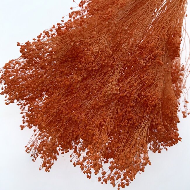Oranje Broom Bloom droogbloemen | Lengte ± 50 centimeter | Gewicht 100 gram