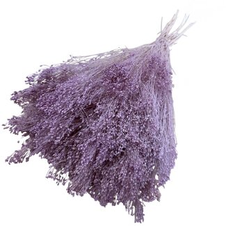 Casa Alegria Milk purple Broom Bloom dried flowers | Length ± 50 centimetres | Weight 100 grams