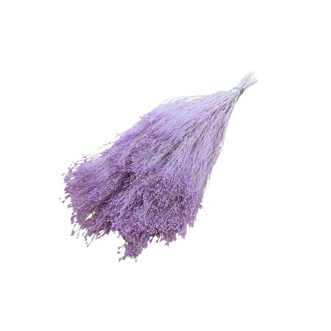 Milk purple Broom Bloom dried flowers | Length ± 50 centimetres | Weight 100 grams