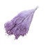 Milk purple Broom Bloom dried flowers | Length ± 50 centimetres | Weight 100 grams