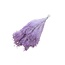Milchviolette Broom Bloom Trockenblumen | Länge ± 50 Zentimeter | Gewicht 100 Gramm
