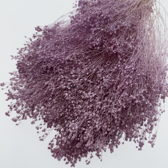 Milchviolette Broom Bloom Trockenblumen | Länge ± 50 Zentimeter | Gewicht 100 Gramm