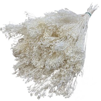 Casa Alegria Broom Bloom blanchi blanc fleurs séchées | Longueur ± 55 centimètres | Poids 100 grammes