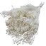 White bleached Broom Bloom dried flowers | Length ± 55 centimetres | Weight 100 grams