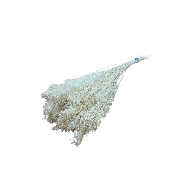 Wit gebleekte Broom Bloom droogbloemen | Lengte ± 55 centimeter | Gewicht 100 gram