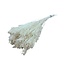 Wit gebleekte Broom Bloom droogbloemen | Lengte ± 55 centimeter | Gewicht 100 gram