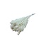 Wit gebleekte Broom Bloom droogbloemen | Lengte ± 55 centimeter | Gewicht 100 gram