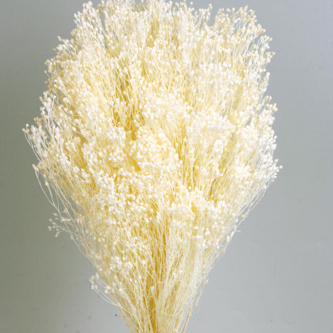 White bleached Broom Bloom dried flowers | Length ± 55 centimetres | Weight 100 grams