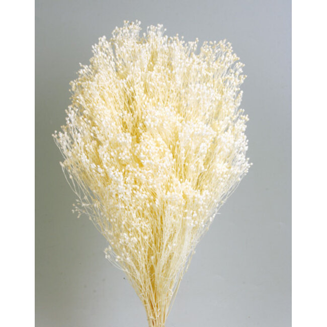 White bleached Broom Bloom dried flowers | Length ± 55 centimetres | Weight 100 grams