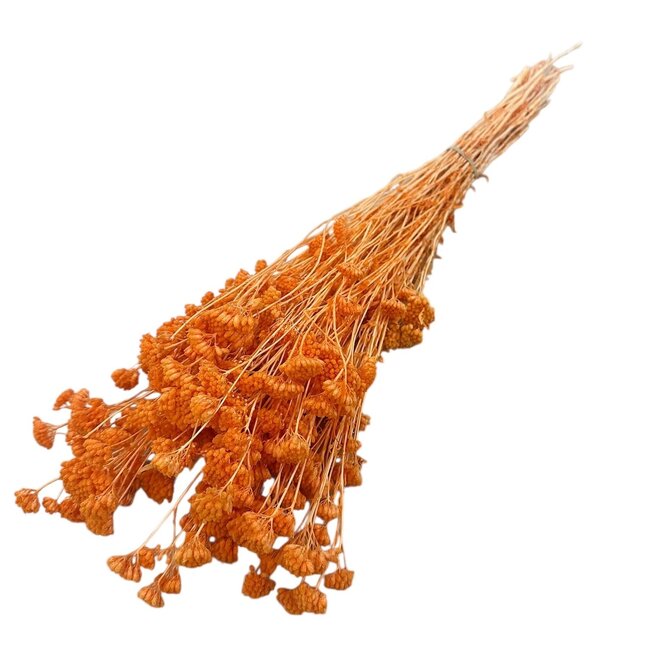 Orange Achillea Silvestre dried flowers | Length ± 65 centimetres | Weight ± 175 grams