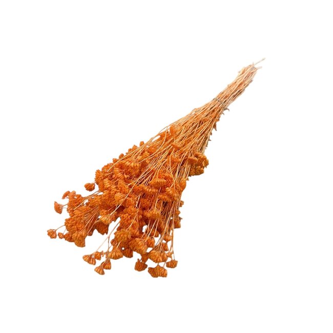 Orange Achillea Silvestre dried flowers | Length ± 65 centimetres | Weight ± 175 grams