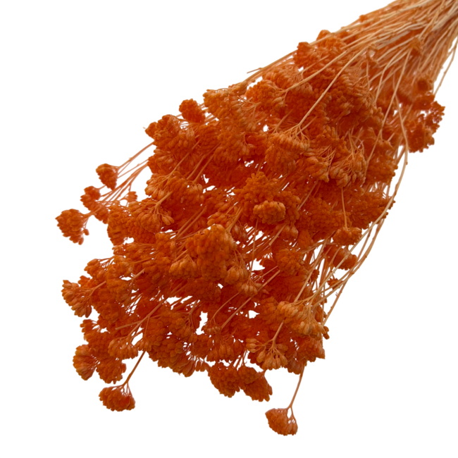 Achillea Silvestre orange fleurs séchées | Longueur ± 65 centimètres | Poids ± 175 grammes