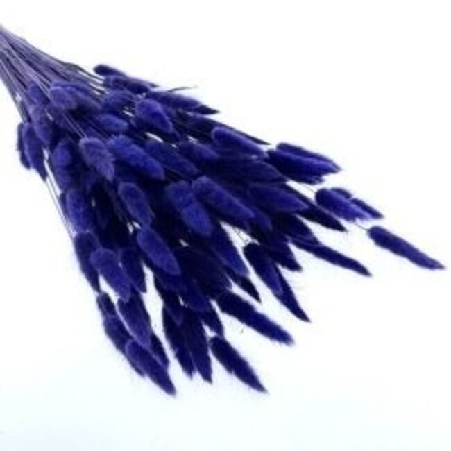 Paarsblauwe Lagurus droogbloemen | Lengte ± 65 centimeter | Gewicht ± 100 gram