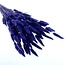 Paarsblauwe Lagurus droogbloemen | Lengte ± 65 centimeter | Gewicht ± 100 gram