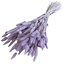 Pastel Lila Lagurus droogbloemen | Lengte ± 65 centimeter | Gewicht ± 100 gram
