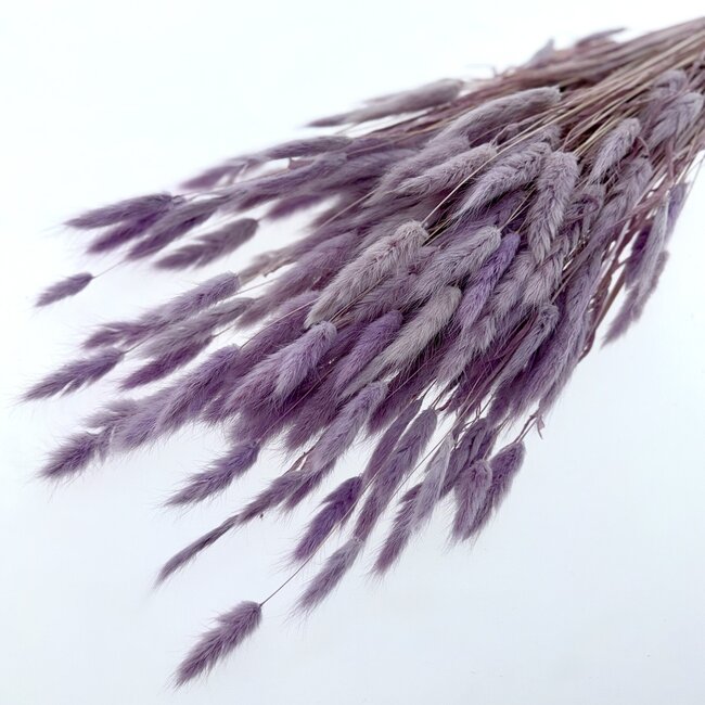 Lagurus séché pastel lilas | Longueur ± 65 centimètres | Poids ± 100 grammes