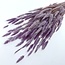 Pastel Lila Lagurus droogbloemen | Lengte ± 65 centimeter | Gewicht ± 100 gram