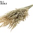 Gedroogde Wilde Haver | Kleur: Frosted Wit | Wilde Avena Droogbloemen | Lengte ± 70 centimeter | Gewicht 100 gram | Per bos