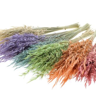 QC Avoine Sauvage Séchée | Couleur : Gemmes Givrées Mélangées | Avoine Sauvage Fleurs Séchées | Longueur ± 70 centimètres | Poids 100 grammes | Par bouquet