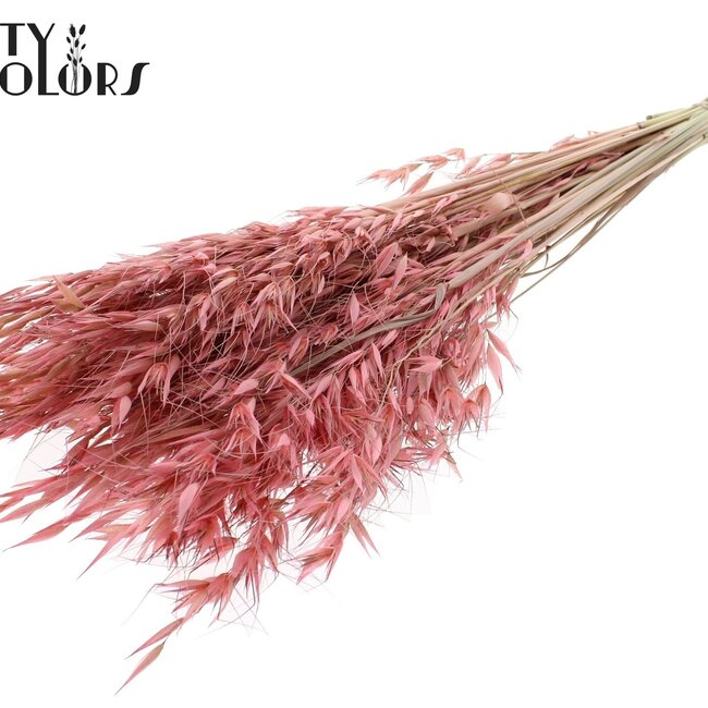Avoine Sauvage Séchée | Couleur : Rose Givré | Avoine Sauvage Fleurs Séchées | Longueur ± 70 centimètres | Poids 100 grammes | Par bouquet